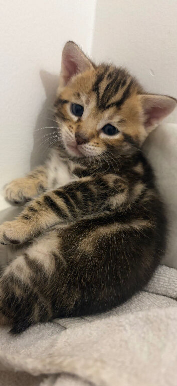 ️ 1 beautiful boy left ️4 beautiful part bengal kittens