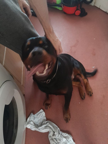 16 month old male rottweiler