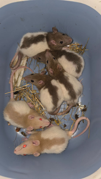 6 BABY MALES