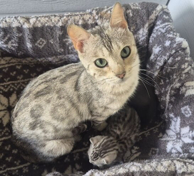 BENGAL X BRITISH SHORTHAIR