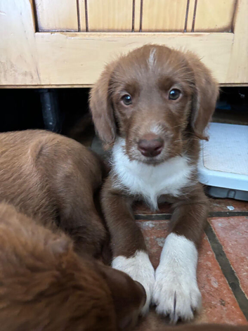 ONE LEFT Adorable labradoodle puppies READY NOW