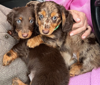 Miniature long hair dachshunds for sale
