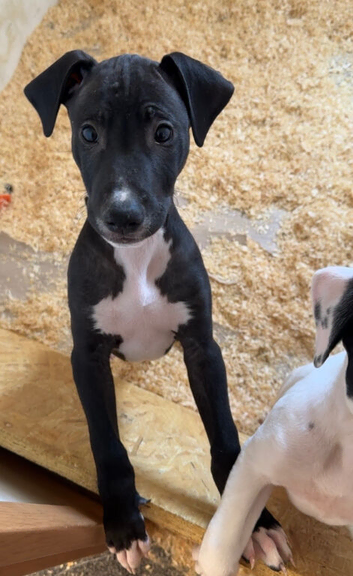 Bull greyhound pup