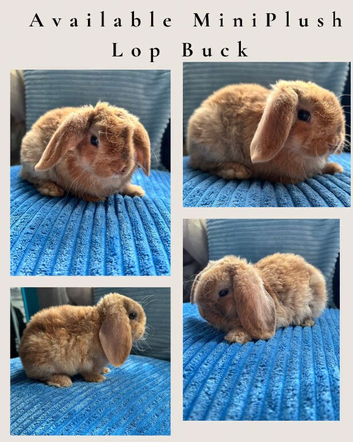 Pure breed Mini plush lops