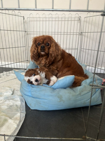 F1 Health tested Puppies. Ready Now