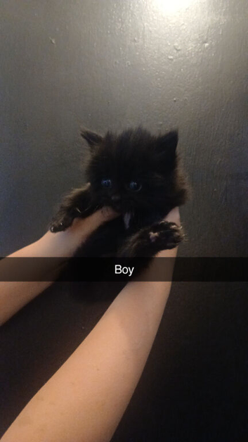 Beautiful kittens