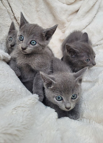 Russian Blue kitten for sale