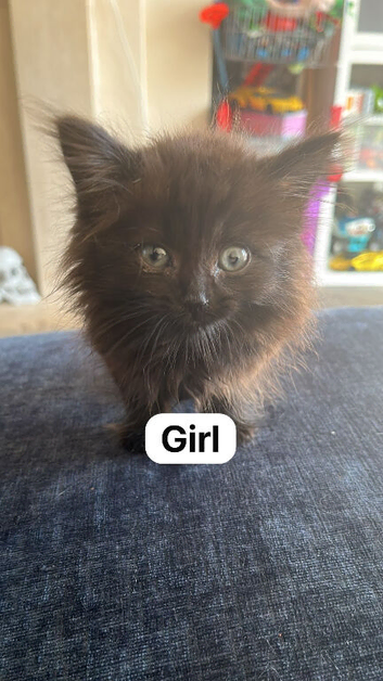 Kittens for sale