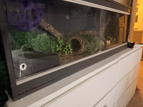 Banana ball python, 4ft viv, lots of accsessories