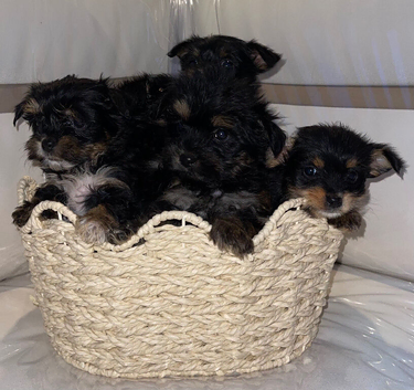 Yorkshire terrier cross  terrier