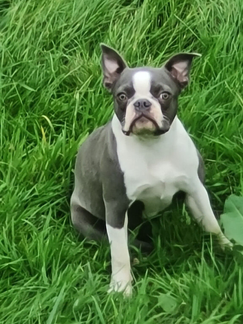 Female Boston terrier