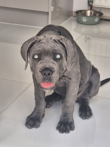 Male Cane Corso