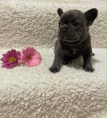 Beutful frenchie puppies