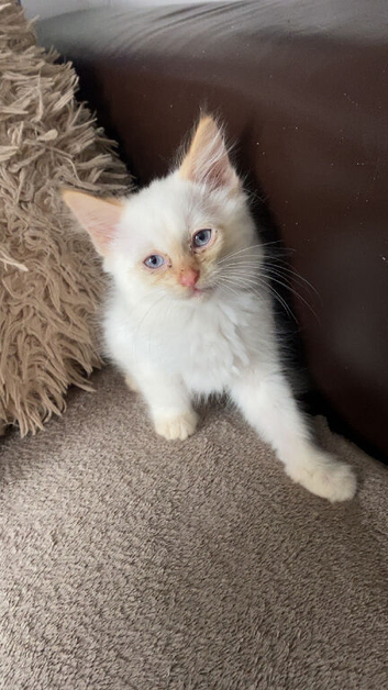 Kitten