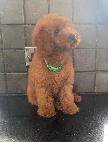 Beautiful 4th generation Red Minature Poodle Pups