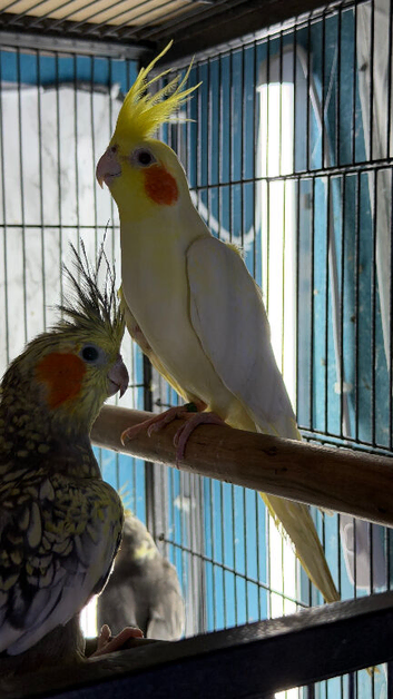 Cockatiels