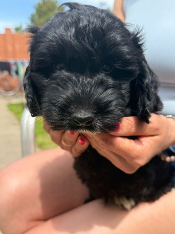 Cockapoo puppies ready to go