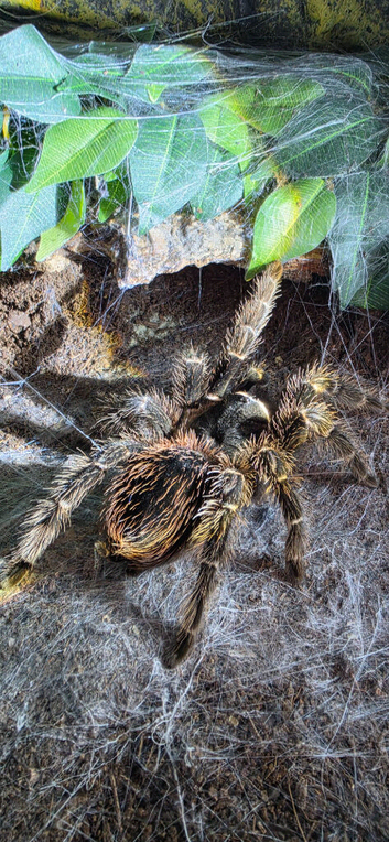 Adult female lasiodora parahybana