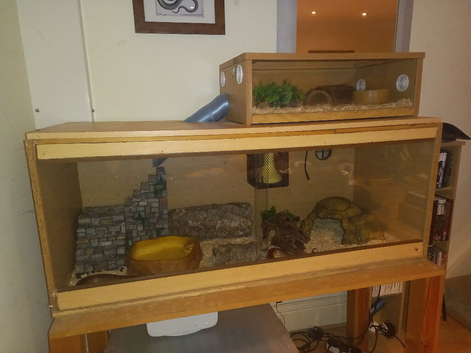 Adult male corn snake with 2 tier viv