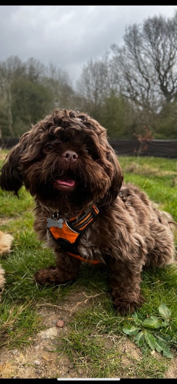 Proven Male shih tzu stud