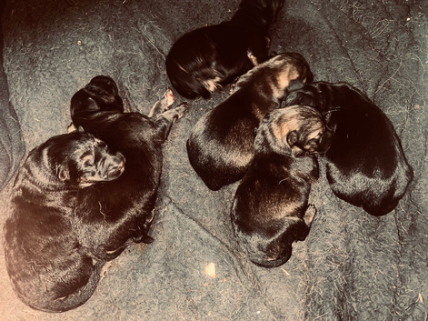 German shepherd puppies