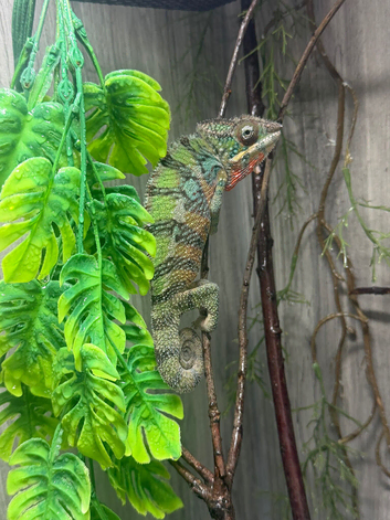 Panther chameleon