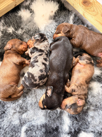 KC Reg Miniature Wire Hair Dachshund&rsquo;s