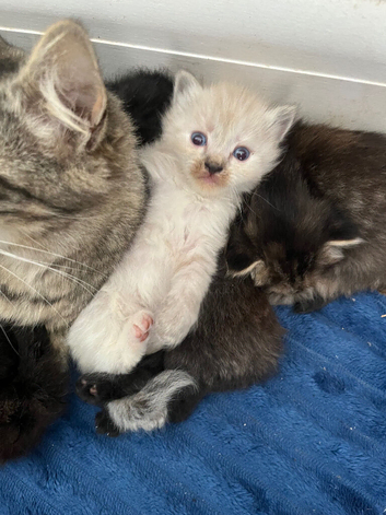 Ragdoll cross kittens
