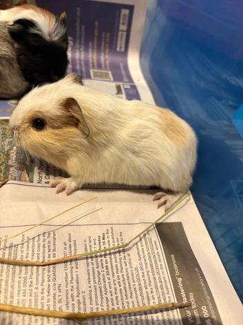 Baby Guinne pigs