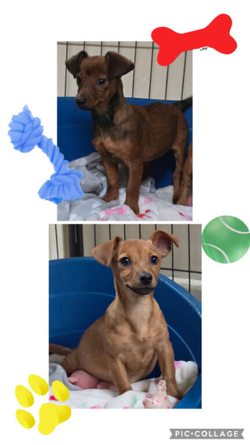 Jack Russell puppies READY NOW