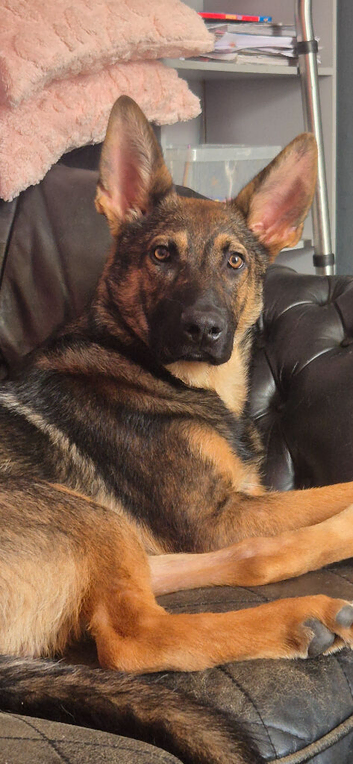 Male sable german shepherd pup