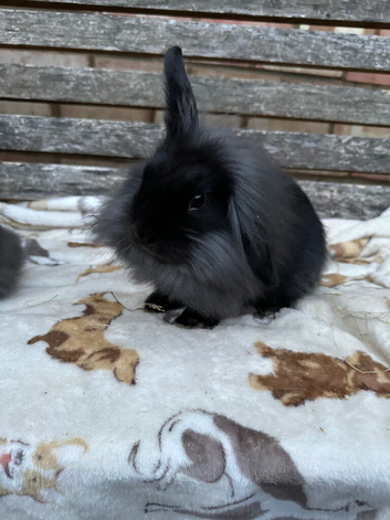 2 lionlop Bunnies