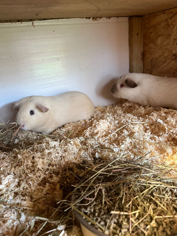 Baby guinea pigs for sale