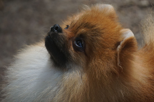 ** Sweet Pomeranian Male available **