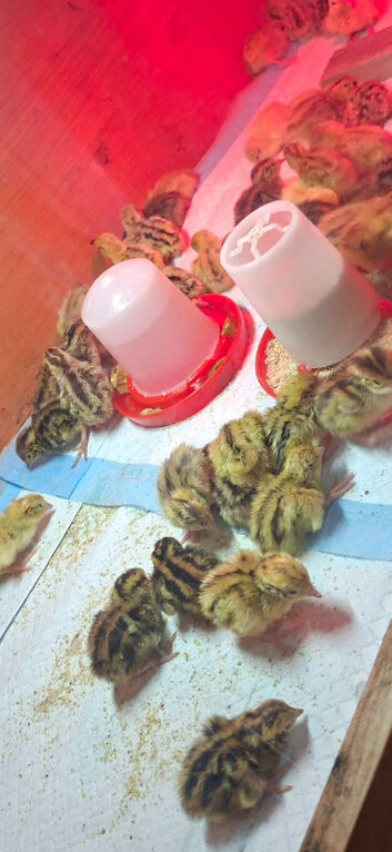 Quails, hatching eggs and chicks for sale