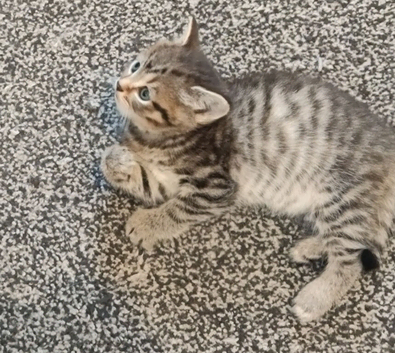 Gorgeous Tabby girl kitten 9 weeks