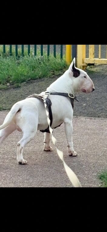 English bullterrier stud father is rabram rustic sunrise quality example for stud