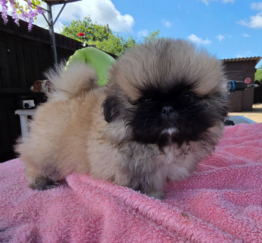 Stunning kc reg pekingese puppies