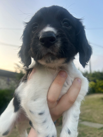 3/4 cocker 1/4 springer pups