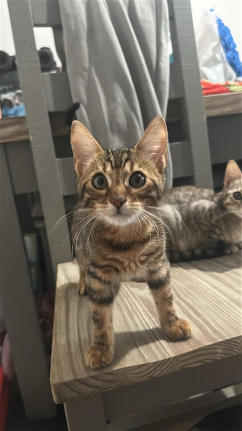 Bengal Males both brothers