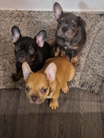 French bulldog puppies