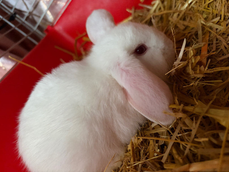 MINI LOP BOY READY NOW
