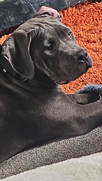 Gorgeous girl for rehoming