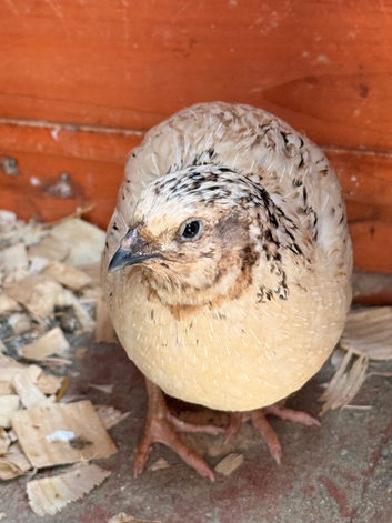 2 gorgeous adult male quail