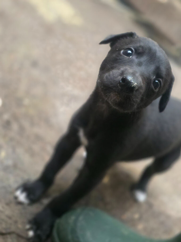 *First Cross* 2 Bitches. 1 dog