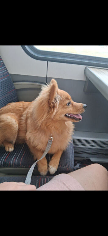 Pomeranian girl