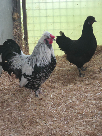 Silkie x Dorking Bantams