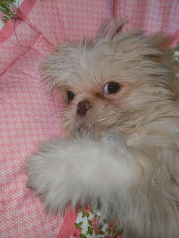 4 months imperial shih tzu