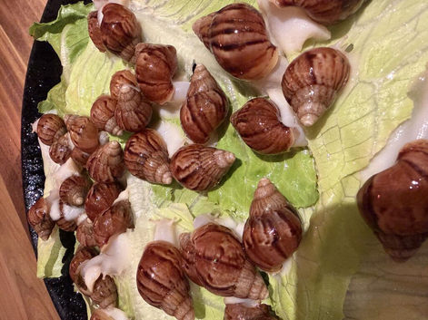 GAL'S FOR SALE (ACHATINA FULICA)