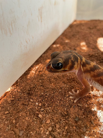 Male Nephrurus Verterbralis for sale
